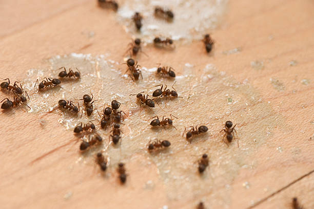Best Bed Bug Extermination  in Green Tree, PA