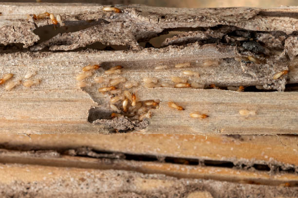 Best Residential Pest Control  in Green Tree, PA